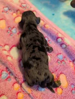 Long haired Dapple Girl, a female Miniature Dachshund for sale in Vonore, TN – Photo 2 of 6