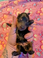 Long haired Dapple Girl, a female Miniature Dachshund for sale in Vonore, TN – Photo 3 of 6