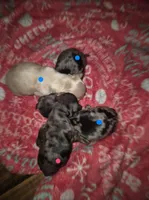 Long haired Dapple Girl, a female Miniature Dachshund for sale in Vonore, TN – Photo 4 of 6