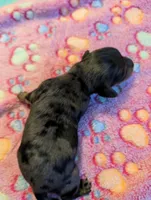 Long haired Dapple Girl, a female Miniature Dachshund for sale in Vonore, TN – Photo 1 of 6