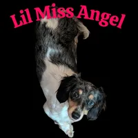 Long haired Dapple Girl, a female Miniature Dachshund for sale in Vonore, TN – Photo 6 of 6