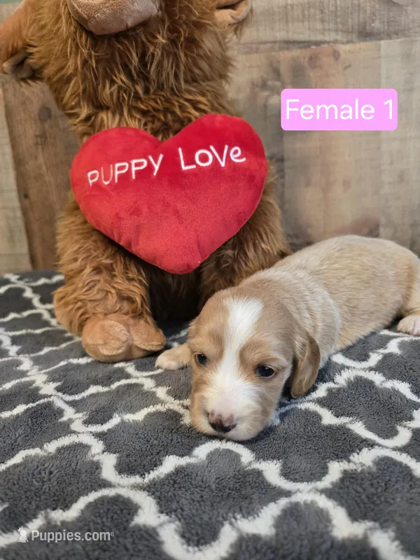 Female cream piebald 1 – Miniature Dachshund puppy for sale in Vonore, TN