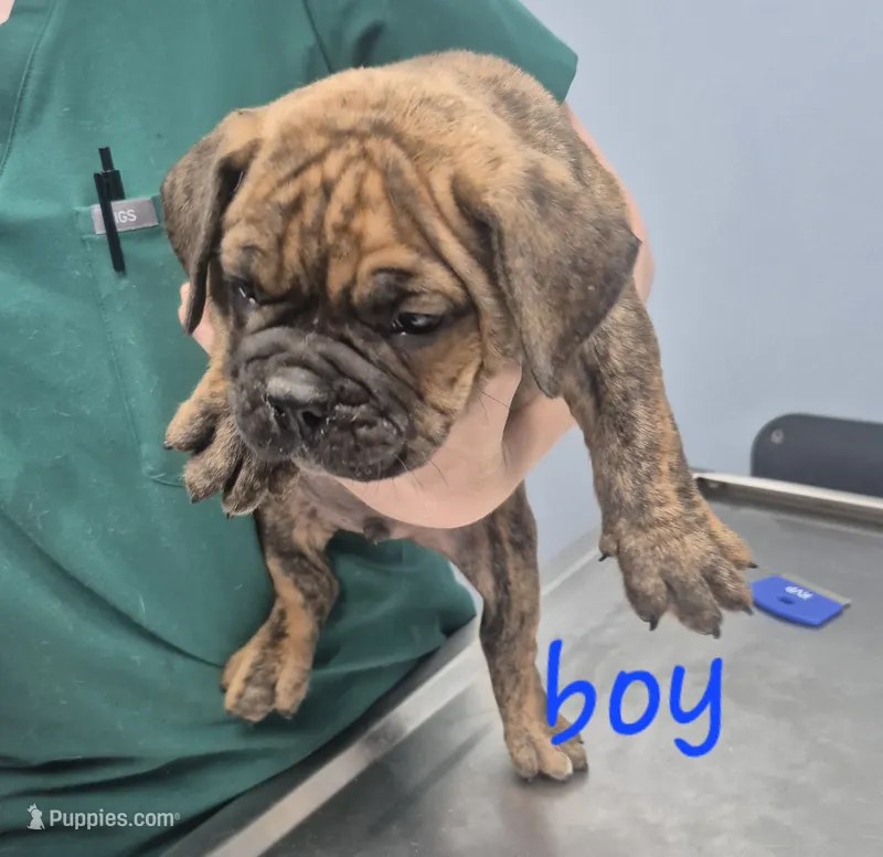 Full Brindle boy – English Bulldog puppy for sale in Vonore, TN