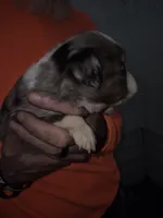 Blue Merle Boy, a male Toy Australian Shepherd for sale in Vonore, TN – 2 of 5