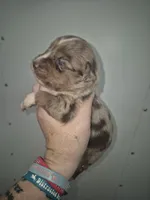 Red Merle Boy, a male Toy Australian Shepherd for sale in Vonore, TN – 2 of 5