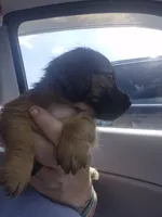 Shaded cream runt boy, a male Miniature Dachshund for sale in Vonore, TN – 2 of 3