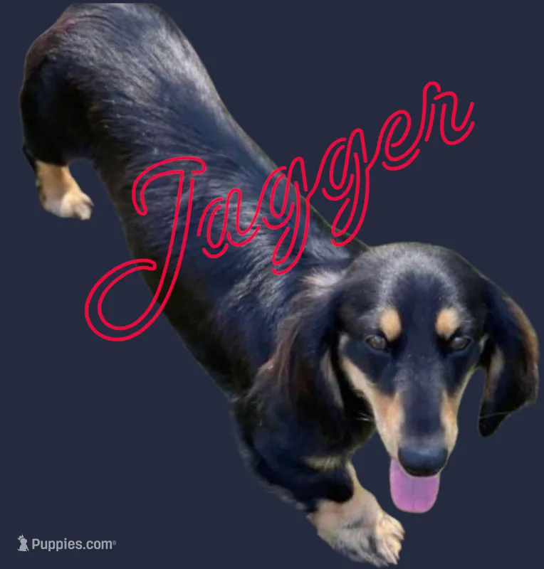Black Cream 4yo boy proven Stud no ivdd – Miniature Dachshund puppy for sale in Vonore, TN