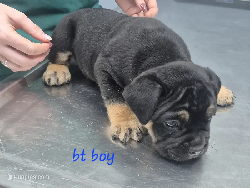 Black tan Boy – English Bulldog puppy for sale in Vonore, TN