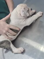 Blue brindle 1/2 face girl, a male English Bulldog for sale in Vonore, TN – 1 of 2