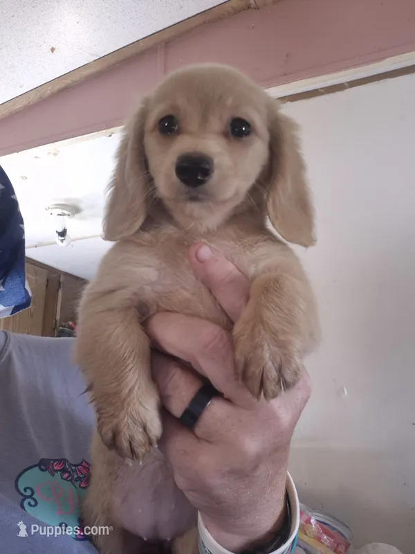 ee cream Girl CKC – Miniature Dachshund puppy for sale in Vonore, TN