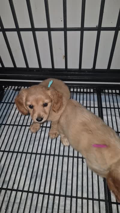 LH red cream girl teal collar Akc, a female Miniature Dachshund for sale in Vonore, TN – 2 of 2