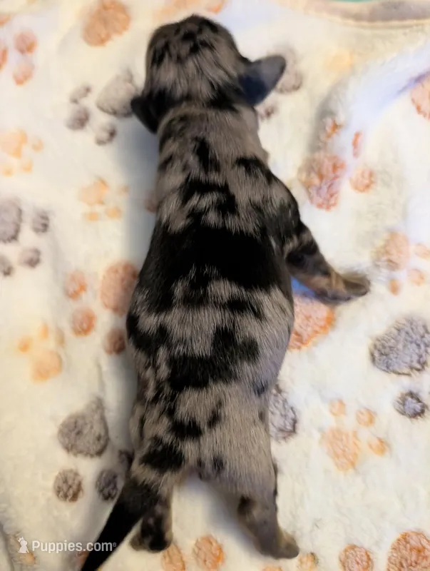 Silver dapple long haired Boy – Miniature Dachshund puppy for sale in Vonore, TN