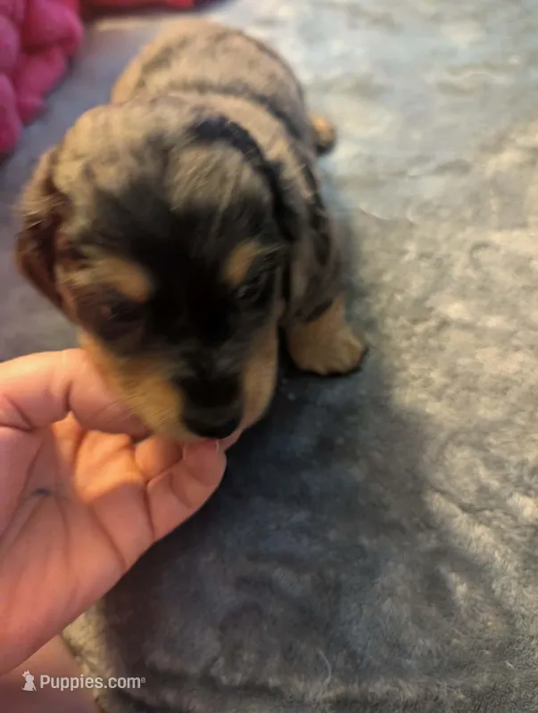 Silver dapple long haired Boy – Miniature Dachshund puppy for sale in Vonore, TN