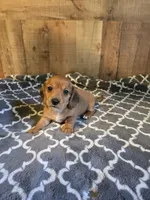 female short haired 1, a female Miniature Dachshund for sale in Vonore, TN – 1 of 1