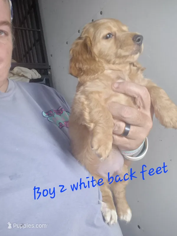 LH cream red Girl – Miniature Dachshund puppy for sale in Vonore, TN