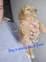 LH cream red Girl, a male Miniature Dachshund for sale in Vonore, TN – 1 of 1