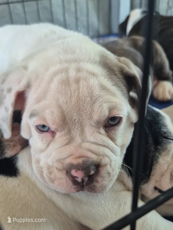 Blue white Olde English Girl – Olde English Bulldogge puppy for sale in Vonore, TN