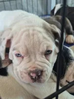 Blue white Olde English Girl, a female Olde English Bulldogge for sale in Vonore, TN – 1 of 2