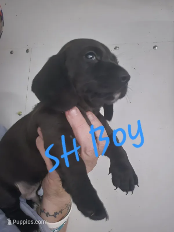 Black SH Boy – Dachshund puppy for sale in Vonore, TN