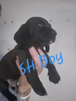 Black SH Boy, a male Dachshund for sale in Vonore, TN – 1 of 2