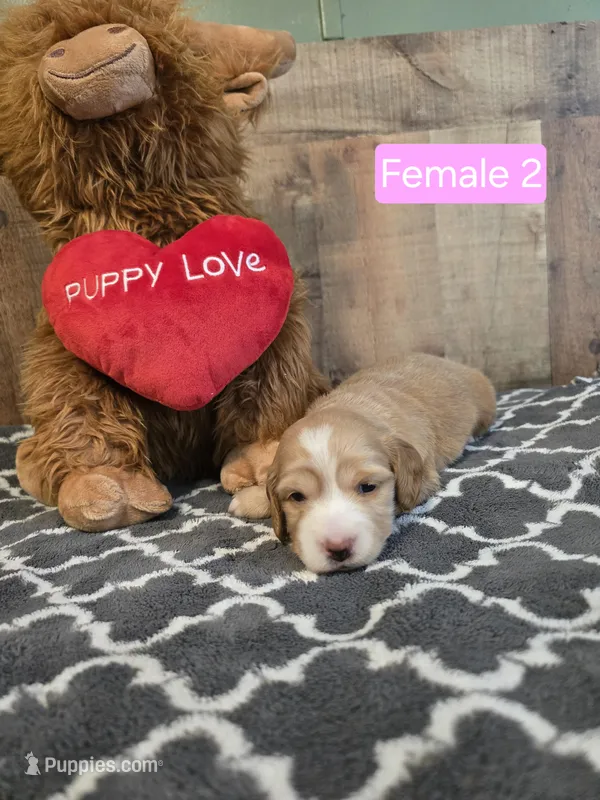 Female cream piebald 2 – Miniature Dachshund puppy on hold in Vonore, TN