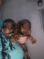 Black Cream 4yo boy proven Stud no ivdd, a male Miniature Dachshund for sale in Vonore, TN – 2 of 3