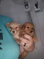 Black Cream 4yo boy proven Stud no ivdd, a male Miniature Dachshund for sale in Vonore, TN – 3 of 3