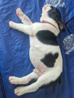 Black white boy, a male Olde English Bulldogge for sale in Vonore, TN – 1 of 2
