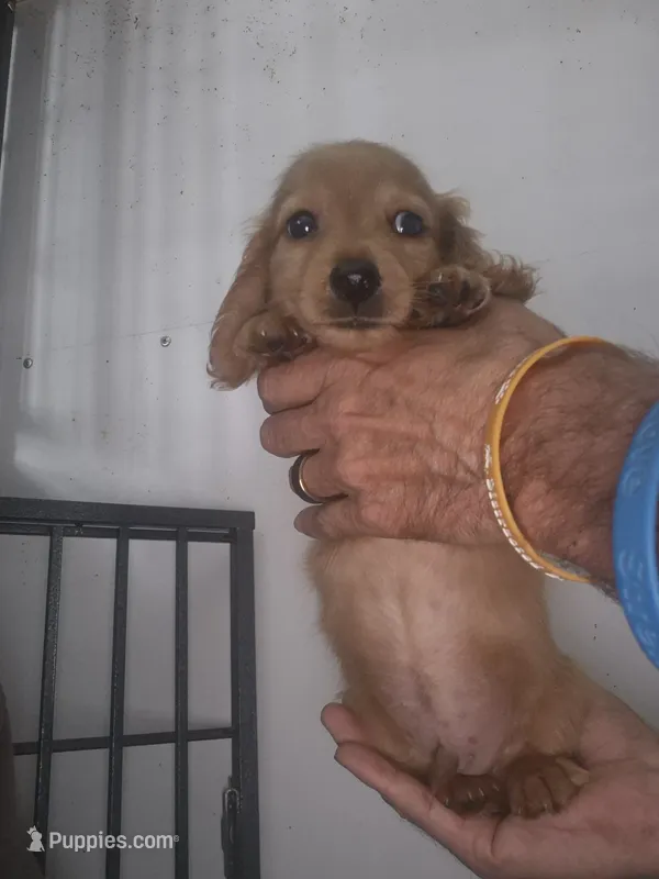 Akc red cream girl – Miniature Dachshund puppy for sale in Vonore, TN