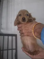 Akc red cream girl, a female Miniature Dachshund for sale in Vonore, TN – 1 of 2