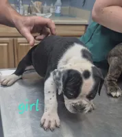 Black white Girl, a female English Bulldog for sale in Vonore, TN – 1 of 2