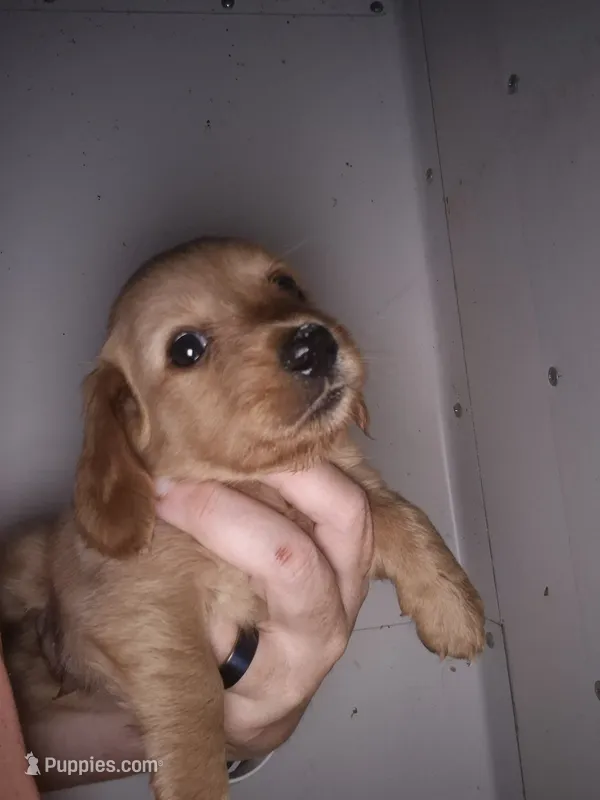 LH AKC red cream boy – Miniature Dachshund puppy for sale in Vonore, TN