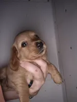 LH AKC red cream boy, a male Miniature Dachshund for sale in Vonore, TN – 1 of 5
