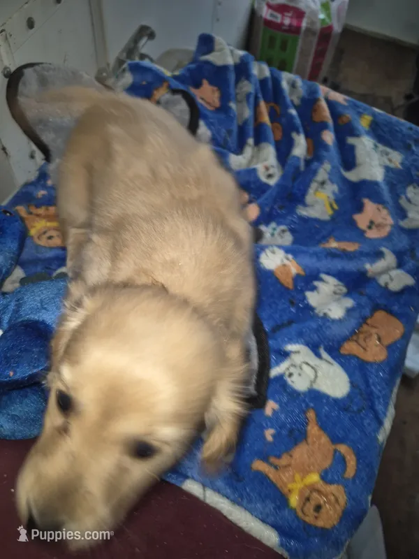 LH red cream girl teal collar Akc – Miniature Dachshund puppy for sale in Vonore, TN