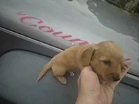 LH AKC red cream boy, a male Miniature Dachshund for sale in Vonore, TN – 4 of 5