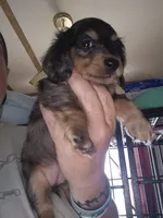 Dapple long haired Dachshund , a female Miniature Dachshund for sale in Vonore, TN – 2 of 2