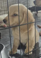 ee cream Girl CKC, a female Miniature Dachshund for sale in Vonore, TN – 2 of 3