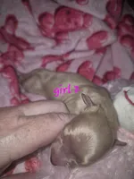 ee cream girl 2, a female Miniature Dachshund for sale in Vonore, TN – Photo 3 of 4