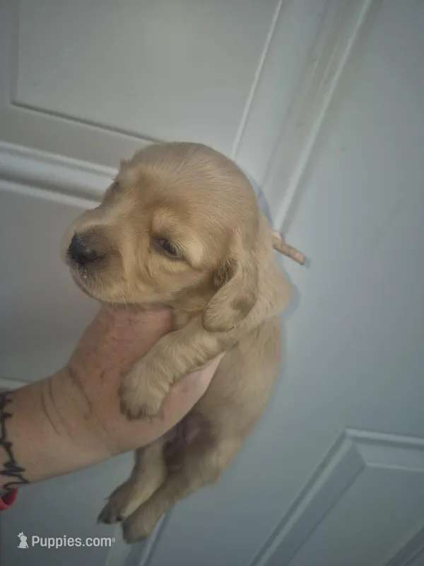 ee cream girl lilac collar – Miniature Dachshund puppy for sale in Vonore, TN