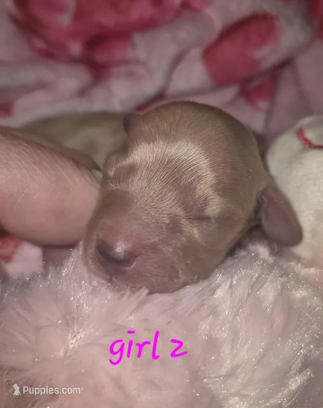ee cream girl 2 – Miniature Dachshund puppy for sale in Vonore, TN