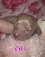 ee cream girl 2, a female Miniature Dachshund for sale in Vonore, TN – Photo 1 of 4