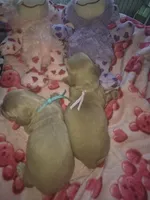 ee cream girl lilac collar, a female Miniature Dachshund for sale in Vonore, TN – Photo 6 of 6