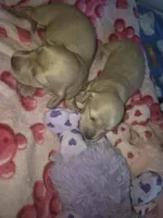 ee cream girl lilac collar, a female Miniature Dachshund for sale in Vonore, TN – Photo 4 of 6