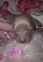 ee cream girl 2, a female Miniature Dachshund for sale in Vonore, TN – Photo 2 of 4