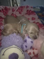 ee cream girl lilac collar, a female Miniature Dachshund for sale in Vonore, TN – Photo 5 of 6