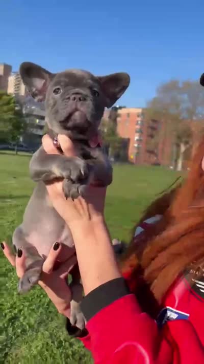 Olivia, a female French Bulldog for sale in New York City, NY – 4 of 4