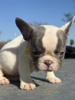 Lily, a female French Bulldog for sale in New York City, NY – 4 of 5