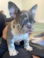Valencia, a female French Bulldog for sale in New York City, NY – 1 of 5