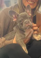 Isabella , a female French Bulldog for sale in New York City, NY – 3 of 6
