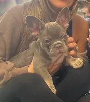 Isabella , a female French Bulldog for sale in New York City, NY – 4 of 6